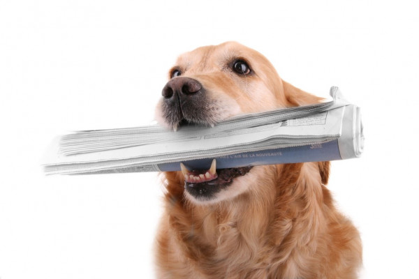 Выпуск EasyOS 7.1, дистрибутива от создателя Puppy Linux